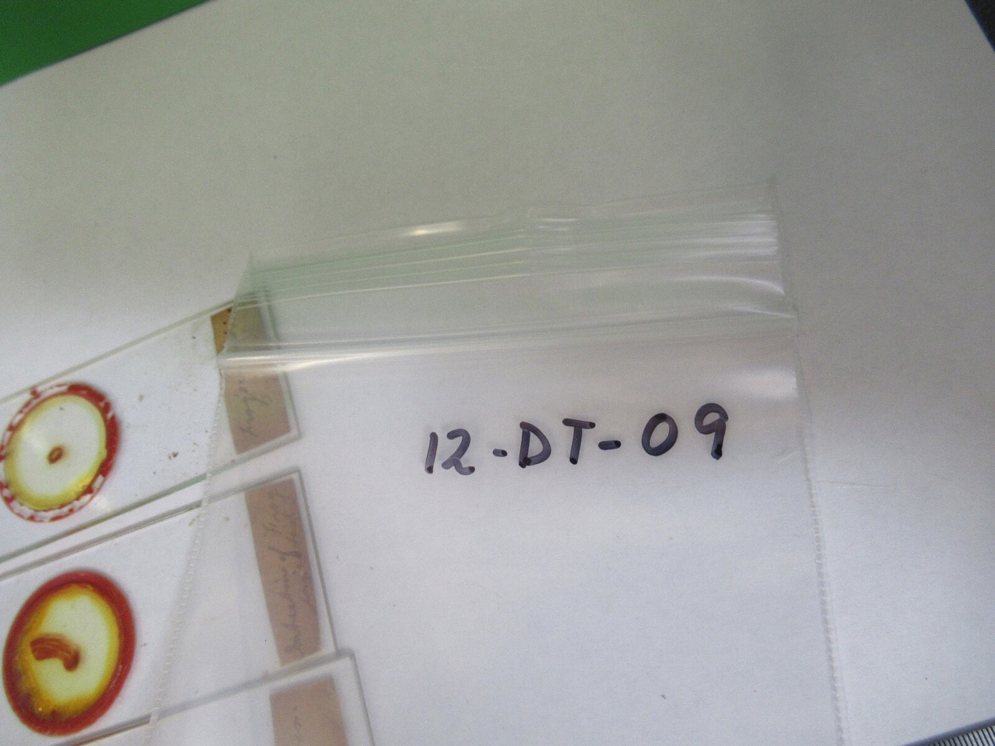 ANTIQUE PREPARED SLIDES 1800's SPECIMENS MICROSCOPE PART AS PIC 12-dt-a9