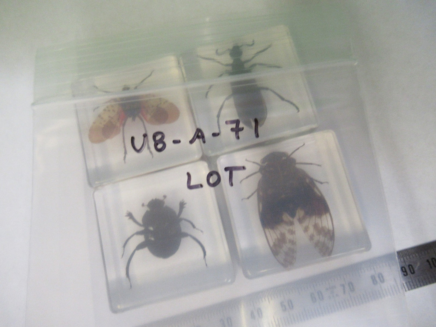 LOT VERY NICE INSECT COLLECTION ACRYLIC CAST AS PICTURED U8-A-71