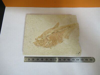 NICE FOSSIL PLATE OF A FISH SPECIMEN AS PICTURED P1-A-14