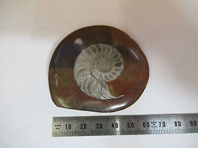 NICE FOSSIL PLATE OF A SEASHELL SPECIMEN AS PICTURED P1-A-15