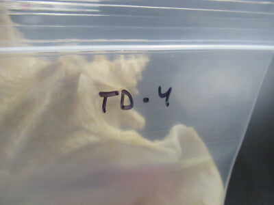 for parts COLLECTABLE LARGE CONCH SEASHELL AS IS AS PICTURED TD-4