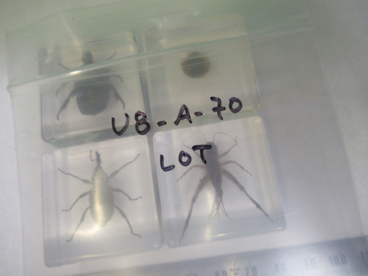 LOT VERY NICE INSECT COLLECTION ACRYLIC CAST AS PICTURED U8-A-70