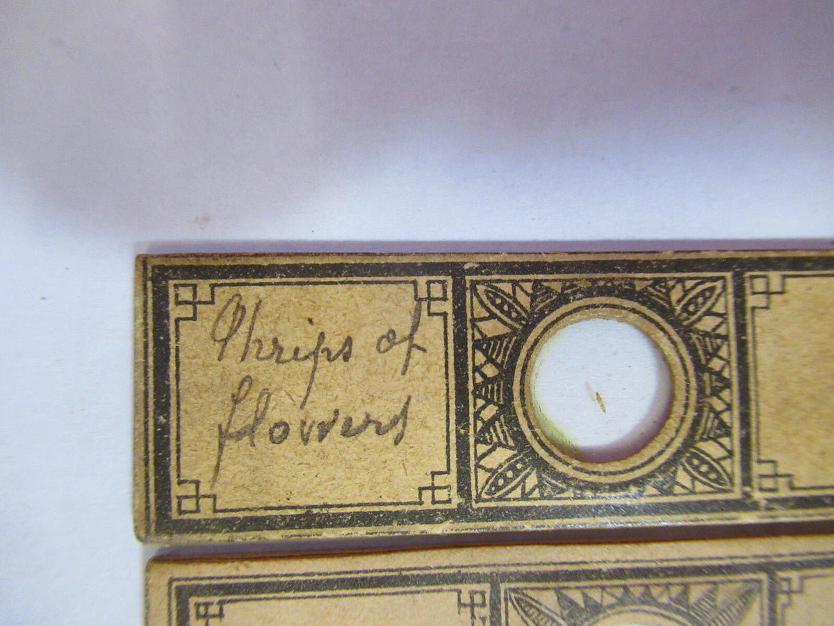ANTIQUE VICTORIAN PREPARED SLIDE PAIR LONDON MICROSCOPE PART AS PICTURED F8-A-26