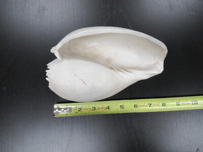 for parts COLLECTABLE LARGE CONCH SEASHELL ii  AS IS AS PICTURED TD-4