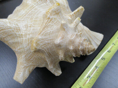 for parts COLLECTABLE LARGE CONCH SEASHELL AS IS AS PICTURED TD-4
