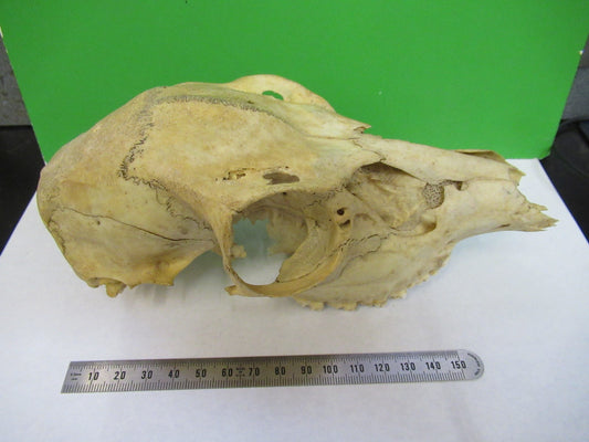 ANIMAL SKULL BONE UNKNOWN COLLECTABLE AS PICTURED u8-a-109