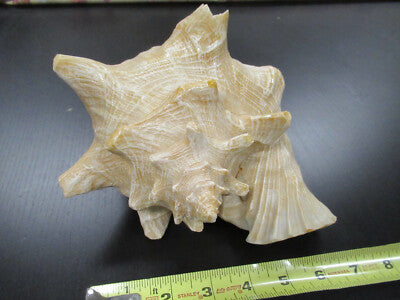 for parts COLLECTABLE LARGE CONCH SEASHELL AS IS AS PICTURED TD-4
