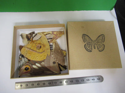 LOT BUTTERFLIES WINGS MICROSCOPE SAMPLES AS PICTURED  X4-A-63