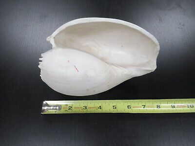 for parts COLLECTABLE LARGE CONCH SEASHELL ii  AS IS AS PICTURED TD-4