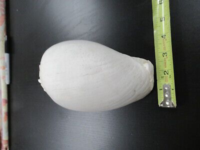 for parts COLLECTABLE LARGE CONCH SEASHELL ii  AS IS AS PICTURED TD-4