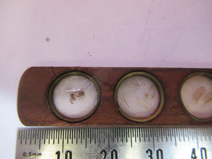 Antique Prepared Slide in Wood Rare UK Microscope Part