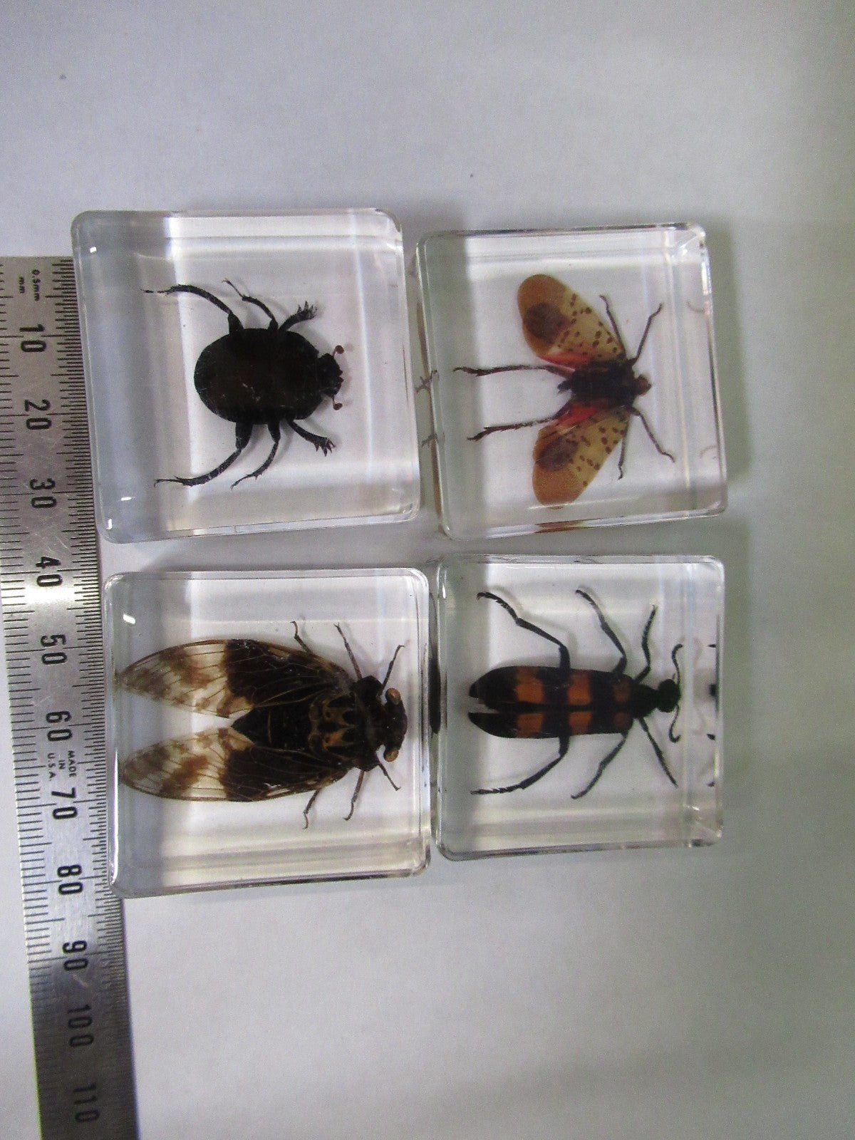 LOT VERY NICE INSECT COLLECTION ACRYLIC CAST AS PICTURED U8-A-71