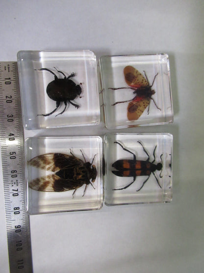 LOT VERY NICE INSECT COLLECTION ACRYLIC CAST AS PICTURED U8-A-71