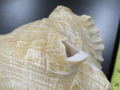 for parts COLLECTABLE LARGE CONCH SEASHELL AS IS AS PICTURED TD-4