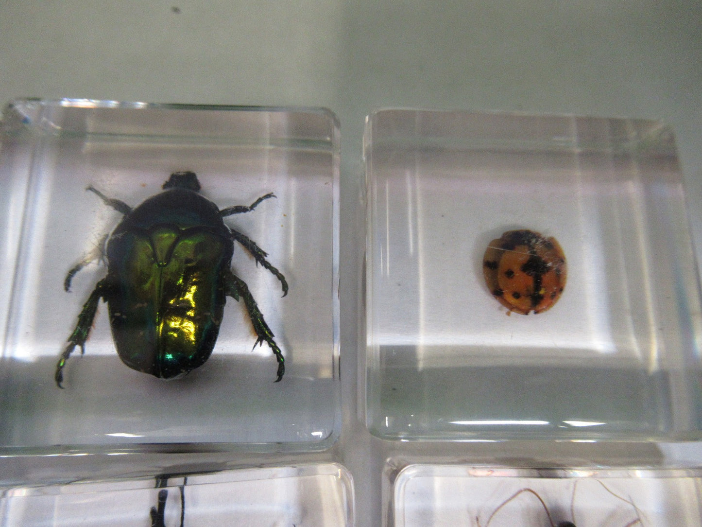 LOT VERY NICE INSECT COLLECTION ACRYLIC CAST AS PICTURED U8-A-70