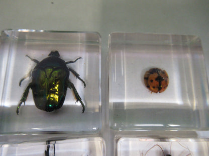LOT VERY NICE INSECT COLLECTION ACRYLIC CAST AS PICTURED U8-A-70