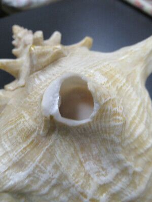 for parts COLLECTABLE LARGE CONCH SEASHELL AS IS AS PICTURED TD-4