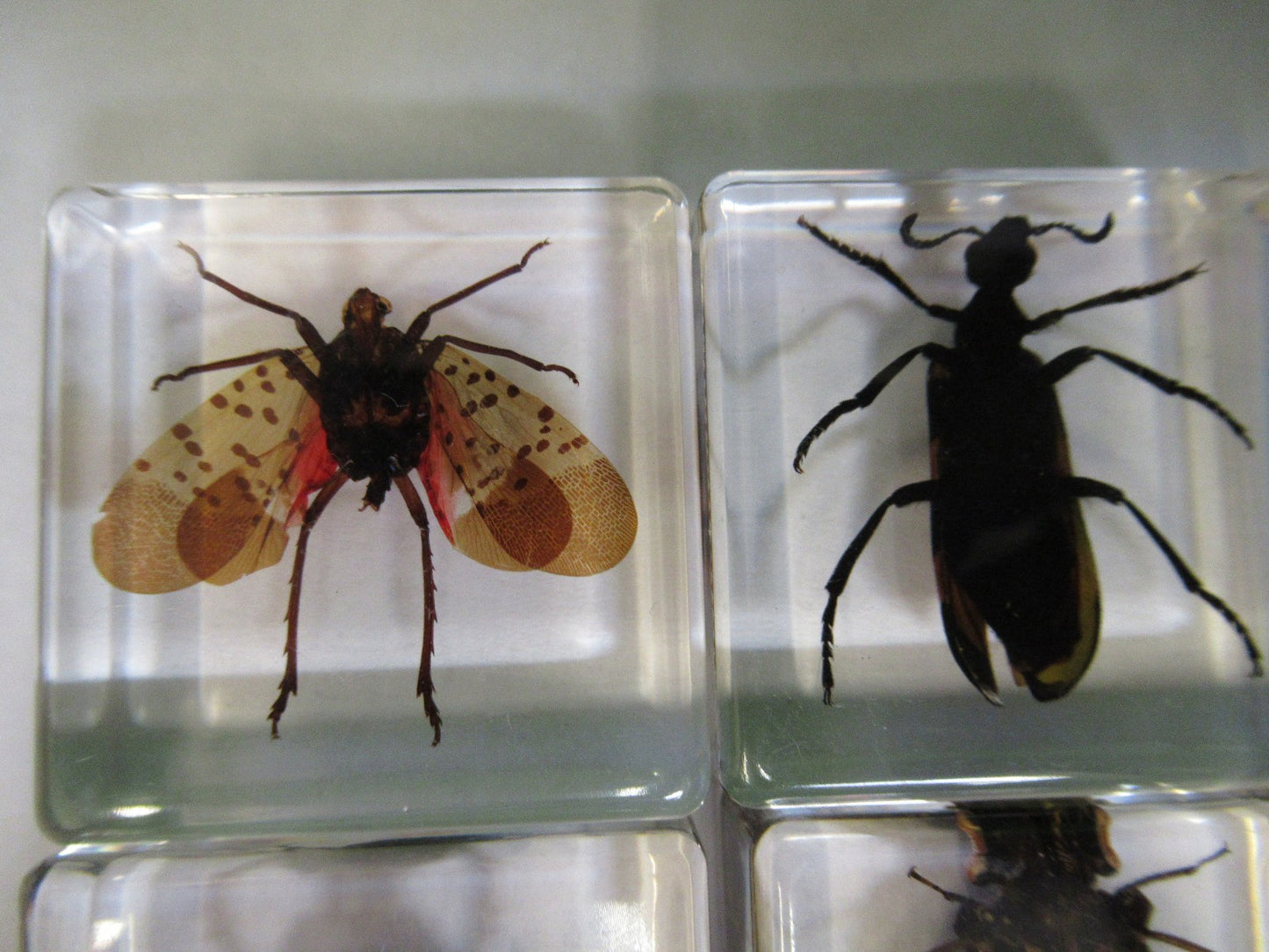 LOT VERY NICE INSECT COLLECTION ACRYLIC CAST AS PICTURED U8-A-71
