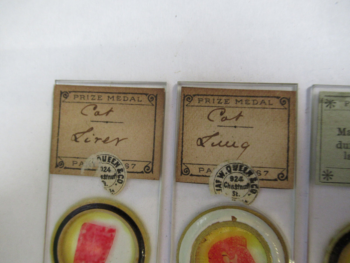 ANTIQUE PREPARED SLIDE LOT 3ea MICROSCOPE PART AS PICTURED 11-DT-Z6