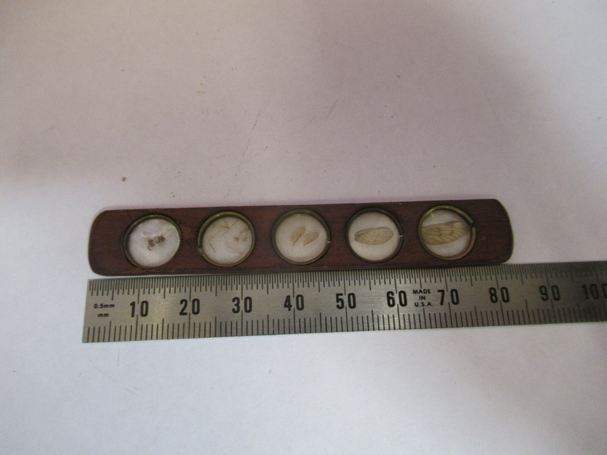 Antique Prepared Slide in Wood Rare UK Microscope Part
