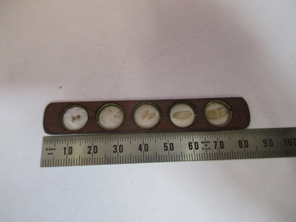 Antique Prepared Slide in Wood Rare UK Microscope Part
