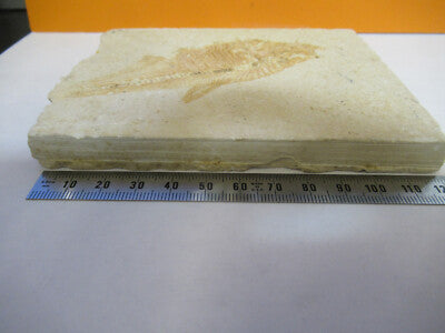 Nice Fossil Plate of a Fish Specimen