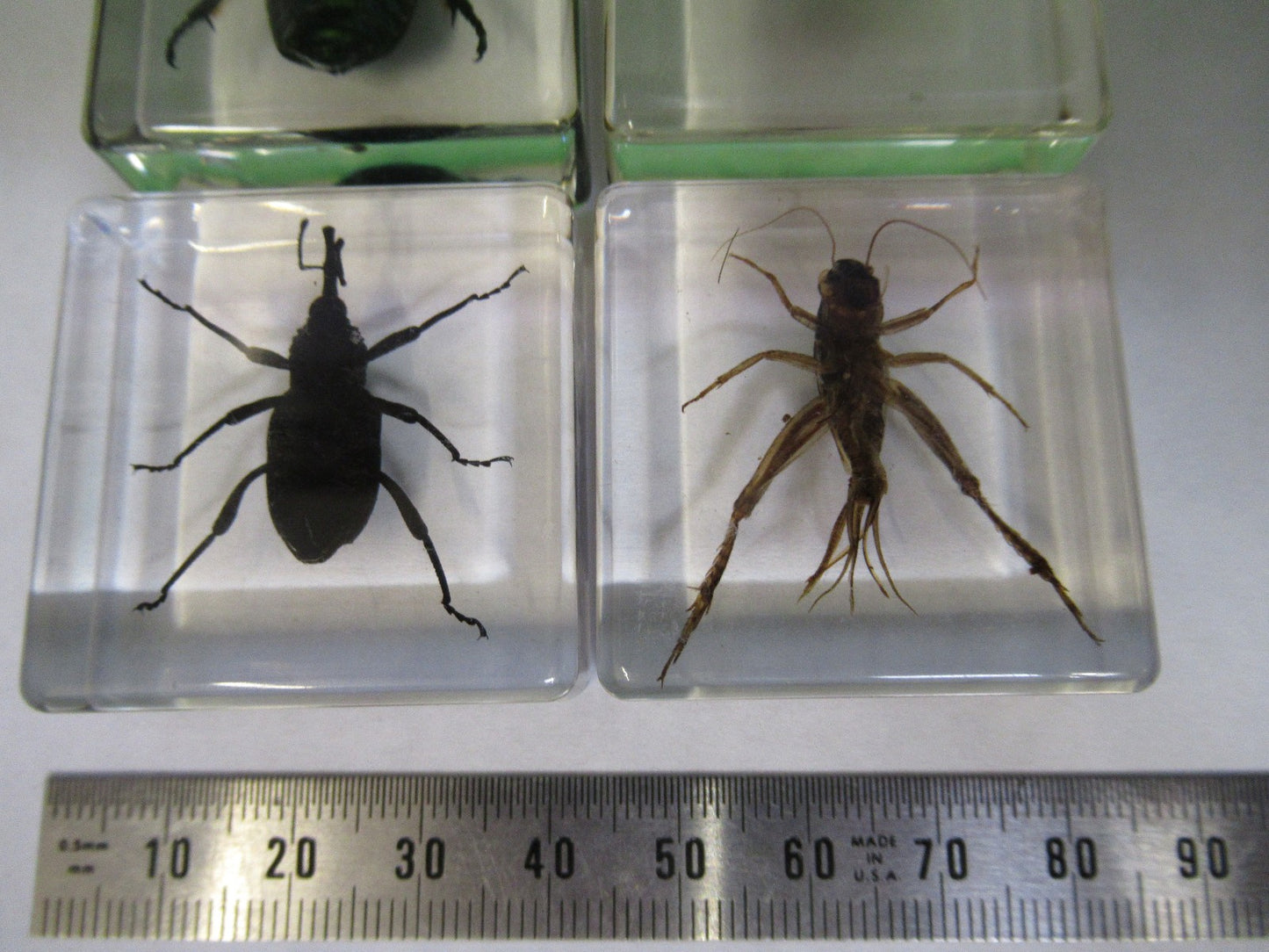LOT VERY NICE INSECT COLLECTION ACRYLIC CAST AS PICTURED U8-A-70