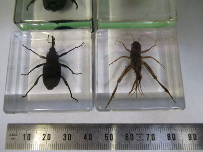 LOT VERY NICE INSECT COLLECTION ACRYLIC CAST AS PICTURED U8-A-70