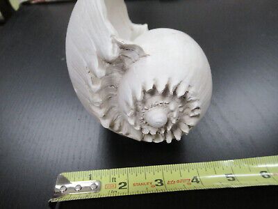 for parts COLLECTABLE LARGE CONCH SEASHELL ii  AS IS AS PICTURED TD-4