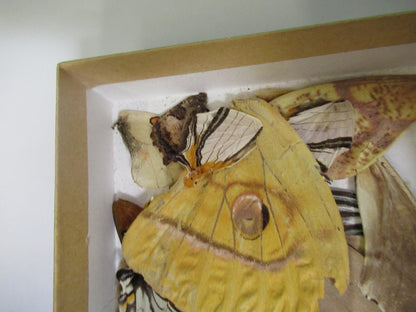 LOT BUTTERFLIES WINGS MICROSCOPE SAMPLES AS PICTURED  X4-A-63