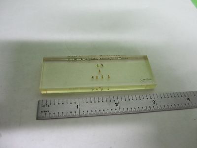 Microscope Specimen Slide Drosophila