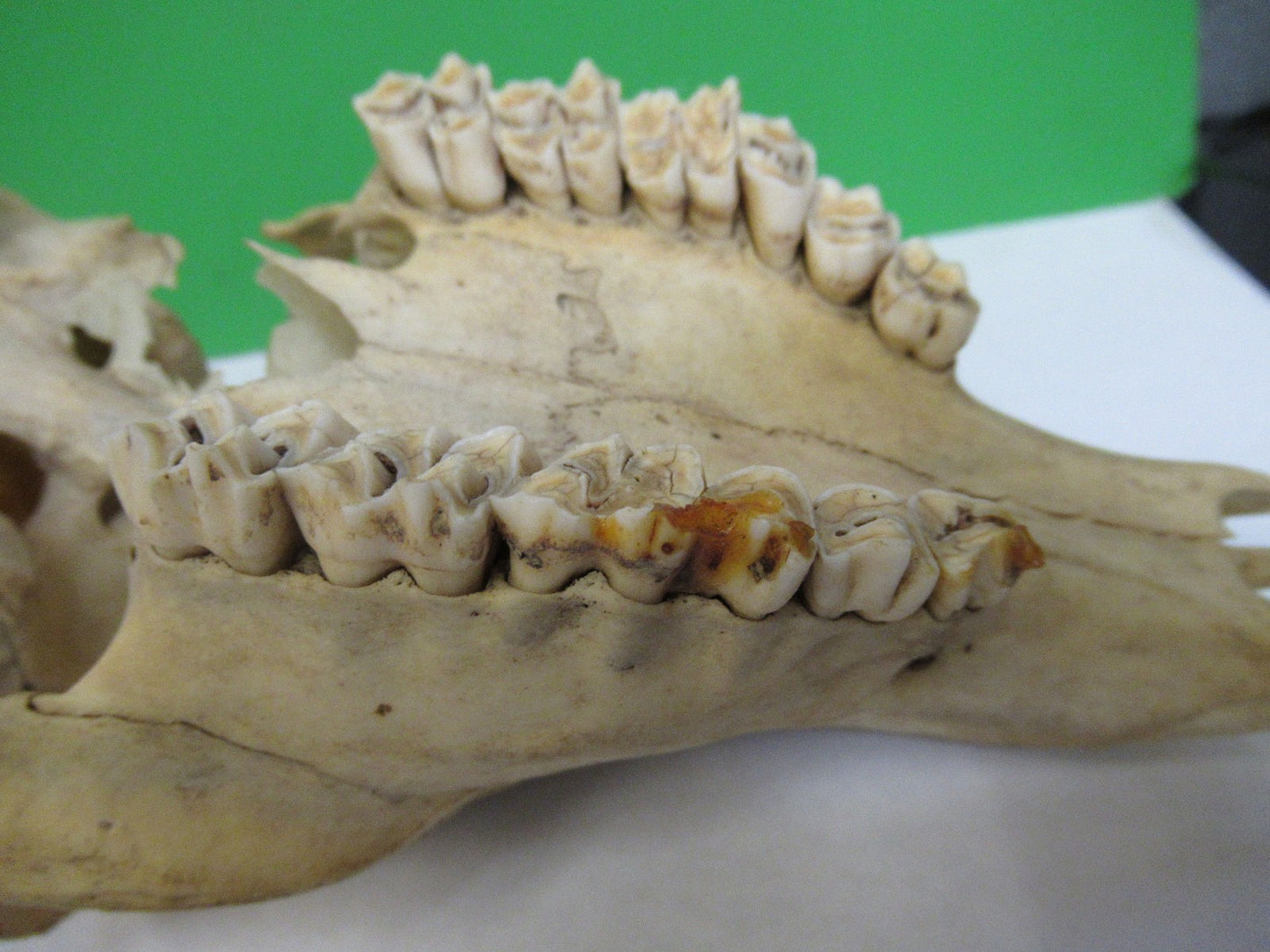 ANIMAL SKULL BONE UNKNOWN COLLECTABLE AS PICTURED u8-a-109