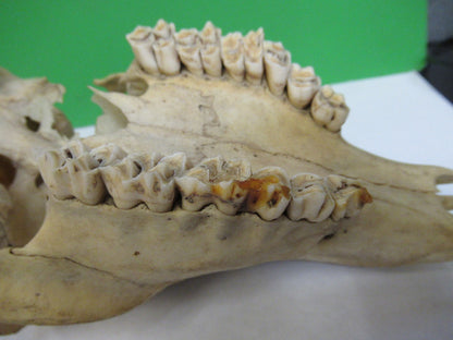 ANIMAL SKULL BONE UNKNOWN COLLECTABLE AS PICTURED u8-a-109