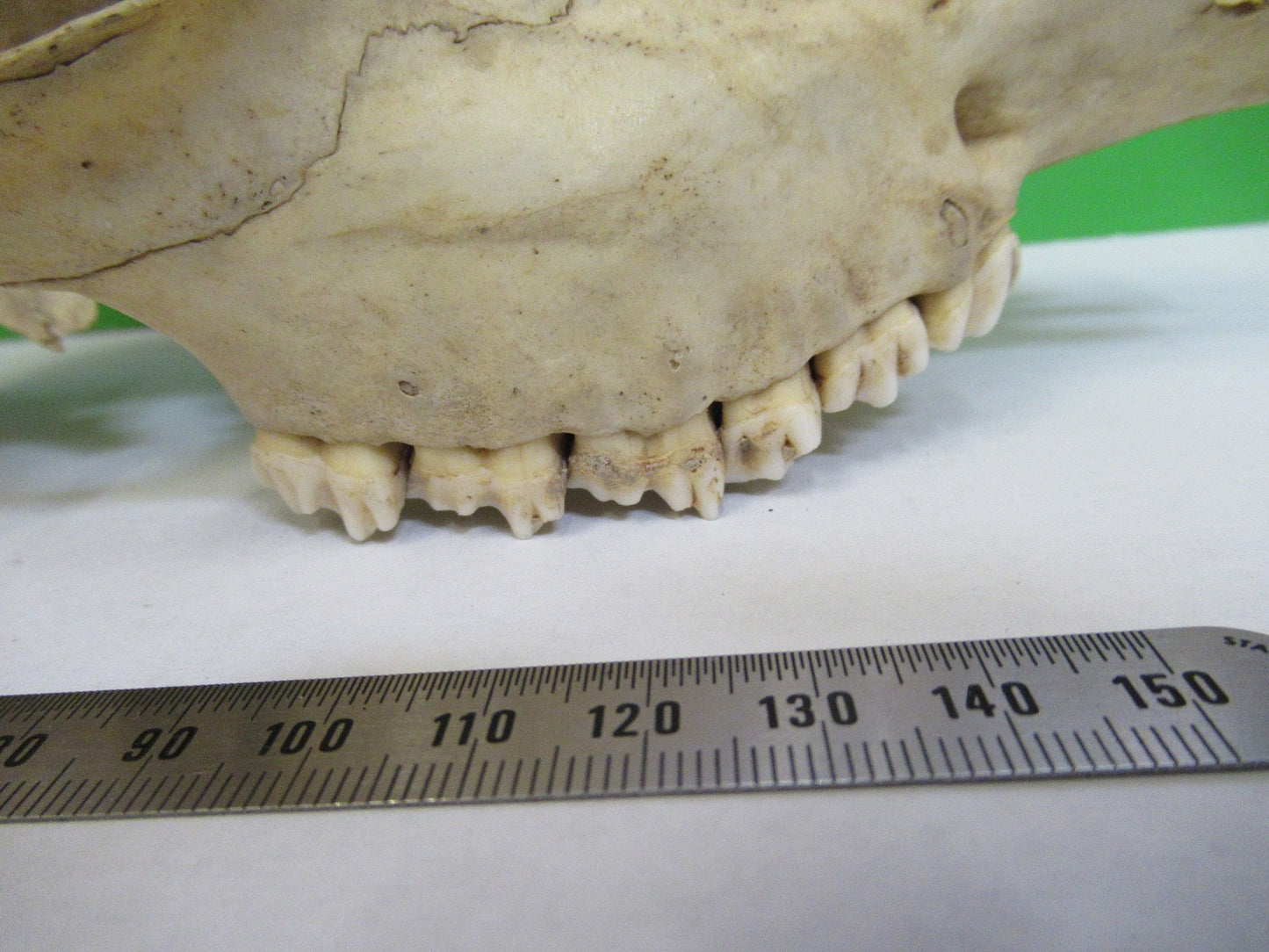 ANIMAL SKULL BONE UNKNOWN COLLECTABLE AS PICTURED u8-a-109
