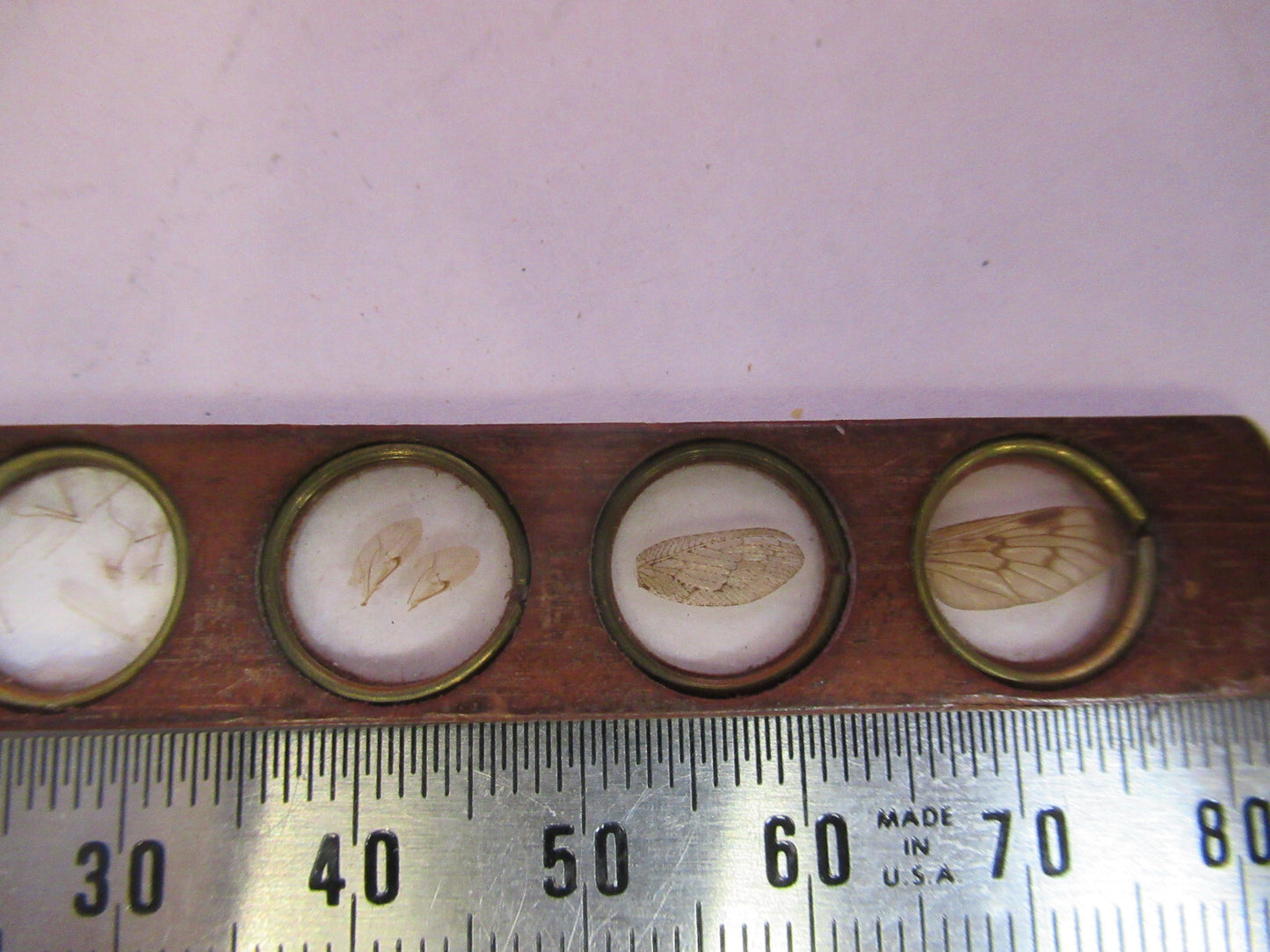 Antique Prepared Slide in Wood Rare UK Microscope Part