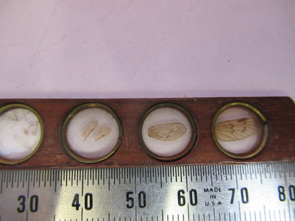 Antique Prepared Slide in Wood Rare UK Microscope Part