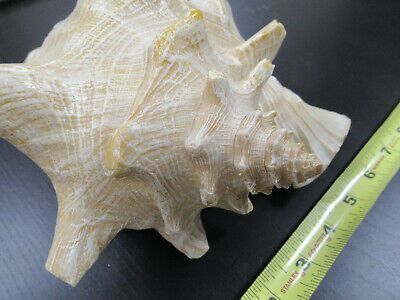 for parts COLLECTABLE LARGE CONCH SEASHELL AS IS AS PICTURED TD-4