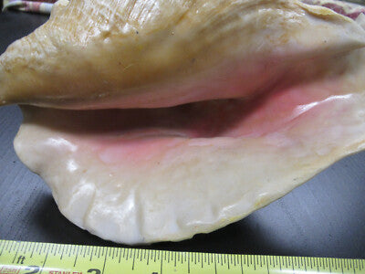 for parts COLLECTABLE LARGE CONCH SEASHELL AS IS AS PICTURED TD-4