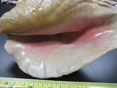 for parts COLLECTABLE LARGE CONCH SEASHELL AS IS AS PICTURED TD-4