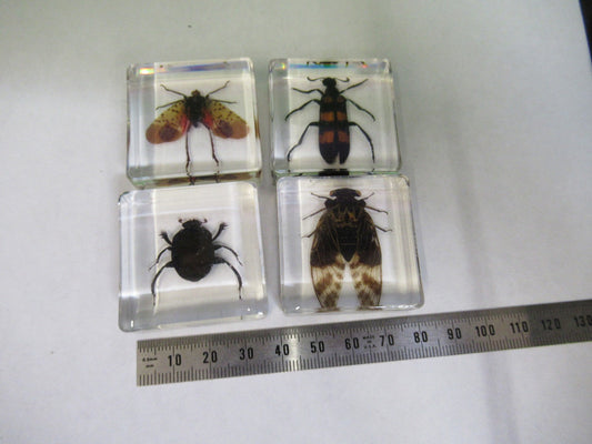 LOT VERY NICE INSECT COLLECTION ACRYLIC CAST AS PICTURED U8-A-71