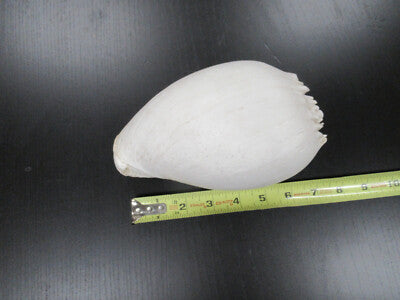 for parts COLLECTABLE LARGE CONCH SEASHELL ii  AS IS AS PICTURED TD-4