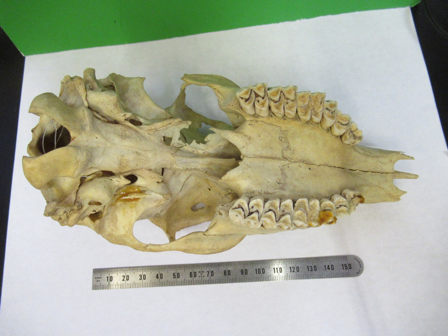 ANIMAL SKULL BONE UNKNOWN COLLECTABLE AS PICTURED u8-a-109