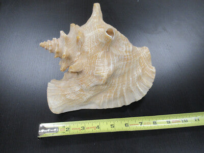 for parts COLLECTABLE LARGE CONCH SEASHELL AS IS AS PICTURED TD-4