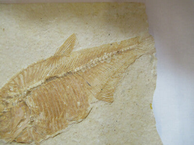 Nice Fossil Plate of a Fish Specimen