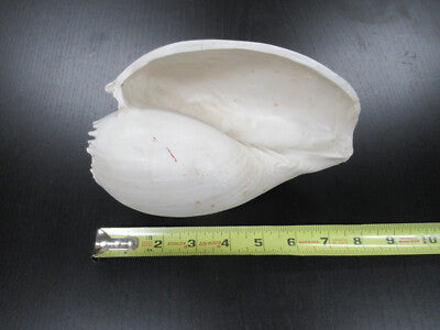 for parts COLLECTABLE LARGE CONCH SEASHELL ii  AS IS AS PICTURED TD-4