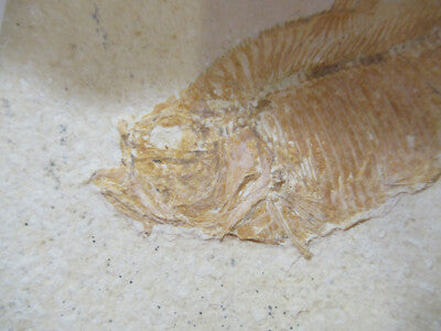 Nice Fossil Plate of a Fish Specimen