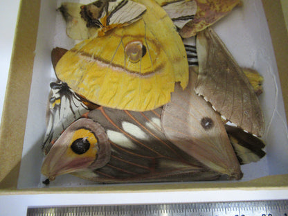 LOT BUTTERFLIES WINGS MICROSCOPE SAMPLES AS PICTURED  X4-A-63