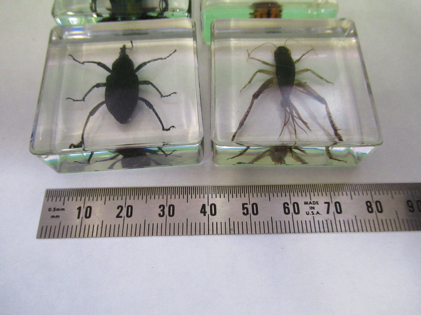 LOT VERY NICE INSECT COLLECTION ACRYLIC CAST AS PICTURED U8-A-70
