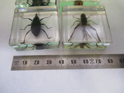 LOT VERY NICE INSECT COLLECTION ACRYLIC CAST AS PICTURED U8-A-70