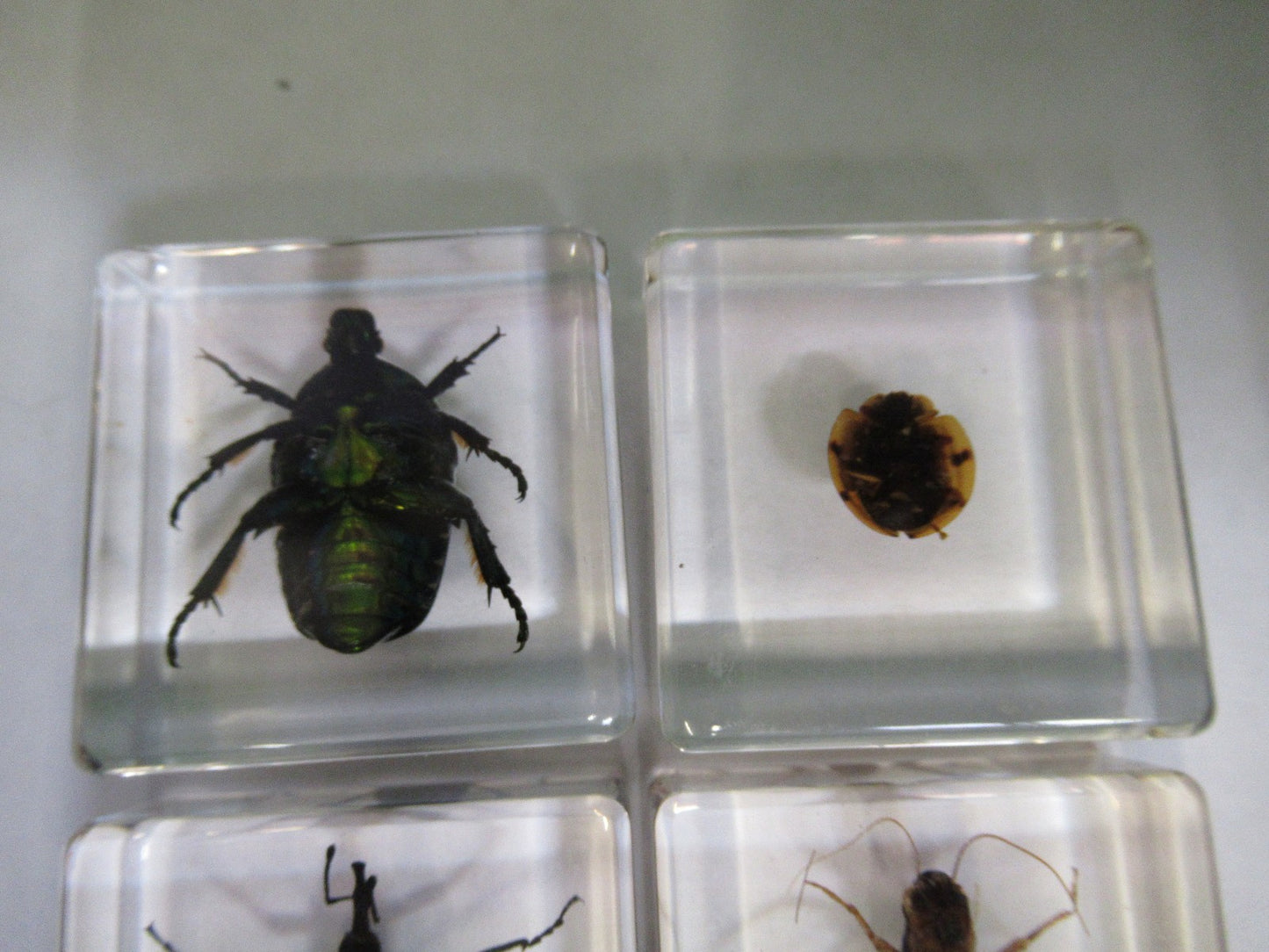 LOT VERY NICE INSECT COLLECTION ACRYLIC CAST AS PICTURED U8-A-70
